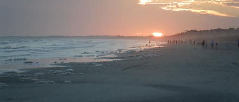 Kiawah Island Beach
Business License Number:	
RBL20-000298