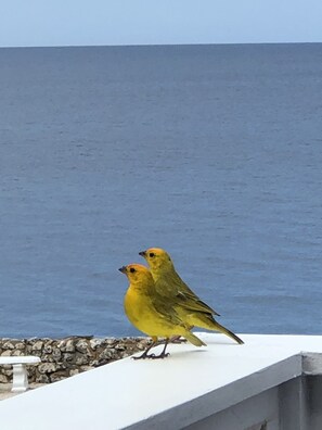 birds on our balcony
