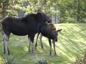 Boendeområde