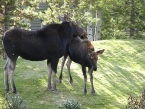 Moose and baby moose are everyday visitors. Picture taken from our deck.