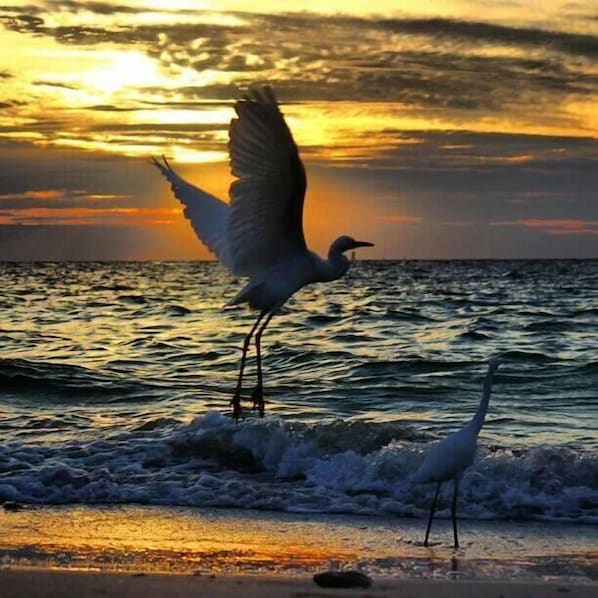 Indian Rocks Beach