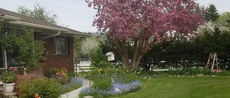 Front yard in springtime