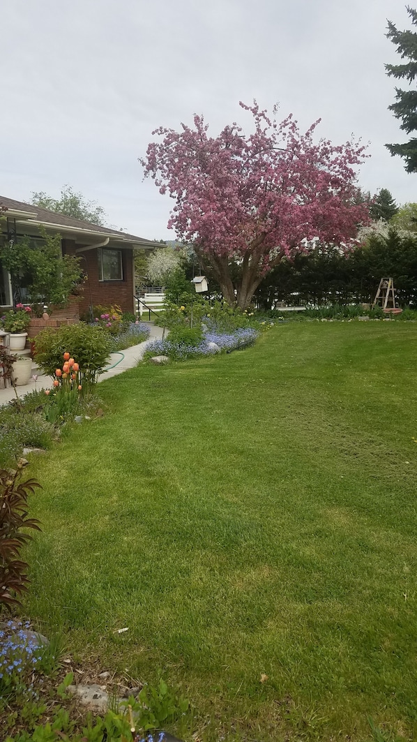 Front yard in springtime