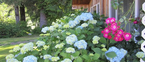 Hydrangeas in front of cabin