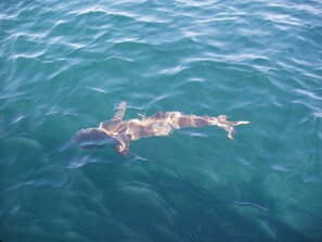 Large Cobia on the line in the Gulf of Mexico