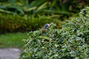 Wildlife pictures all from the property, white crowned parrot