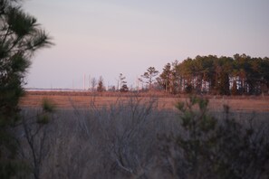 View from Back Porch