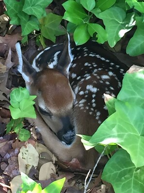 Newest member of The Cottage family. Born June 2019. 
Too cute!