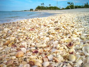 Sanibel is Famous for Shelling