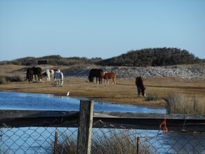 Horse back riding 1/4 mile from house