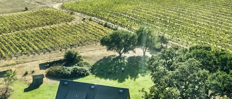 View of neighboring vineyards.  Walk or jog through vineyards is allowed!