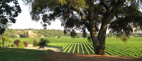 Enjoy lawns, gardens, and a walk in through our vineyards