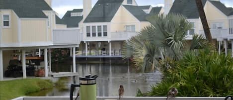 Breakfast and Coffee on the deck with the birds and ducks!