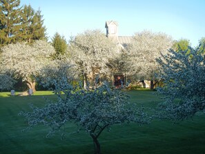 A perfect morning in May.  Apple trees in full bloom