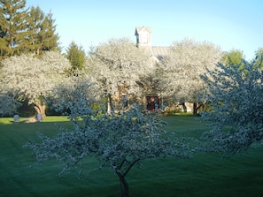 A perfect morning in May. Apple trees in full bloom