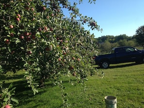 You're welcome to pick apples in the fall.