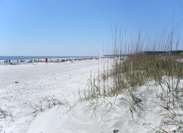 Folly Field Beach