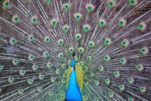 Sultan of our poultry is the peacock, who struts April-June.