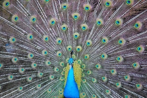 Sultan of our poultry is the peacock, who struts April-June.