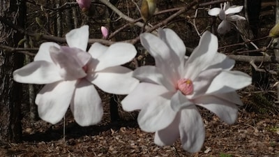 Blueberry Shoals is nestled in the foothills of the Blue Ridge Mountains. 