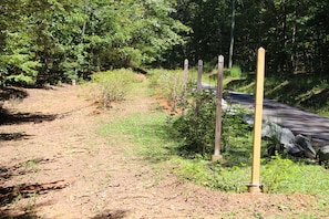 Blueberry & Black Raspberry Bushes along the driveway