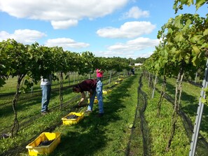 Vineyard
