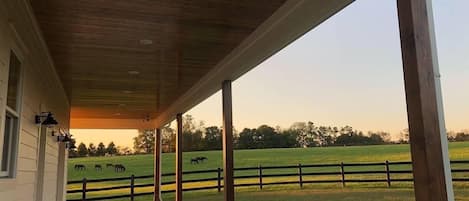 A sunset on the back porch with mares & foals