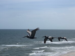 Pelican frequent flyers are not 25 feet from
your window.