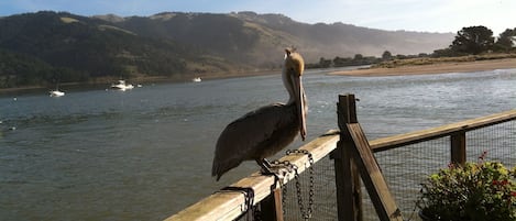 Pelican on our back deck