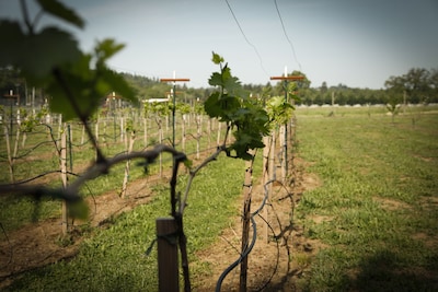 Rough & Ready Vineyard and Guesthouse --  Retreat Center