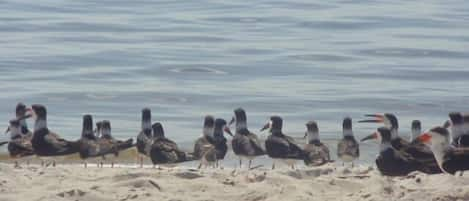 Seagulls at Port Charlotte Beach 1 mile down the street at Alligator Bay