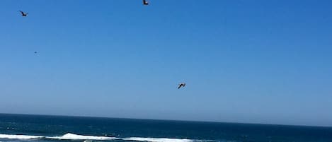 Photo taken from our deck:  Pelicans in Flight and Crashing Waves Below. 