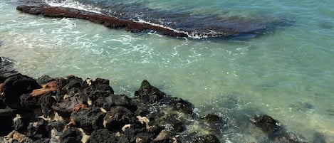  private seawall turtle hangout our front yard 30 steps from our unit