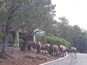 Driveway & Side yard.. Almost daily you will see Elk roaming the property!