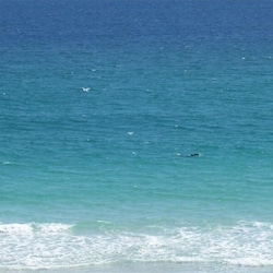 Dolphin Playing! Don't Miss This Great View!