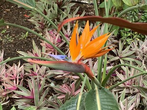 Bird of Paradise in Courtyard