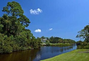 Beautiful wildlife in the lagoon.  Overlooks the 14th green of Osprey Point Golf