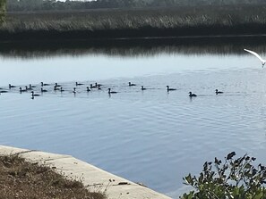 The duck Family .
