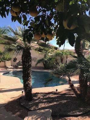 Professionally landscaped yard with numerous palms and citrus trees.