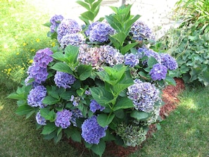Hydrangea in front yard