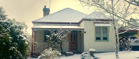 Grevillea in the snow