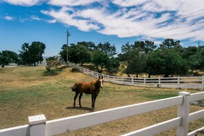 Driveway  View