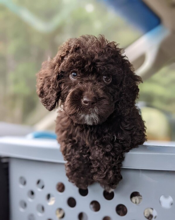 "Come on in.  We love having pets!"  (Lady)