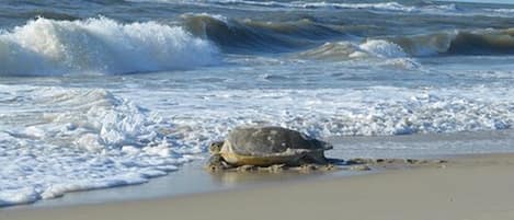 OBX Sea Turtle heading back into the ocean after nesting 2019.