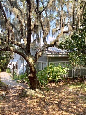 Spanish moss drips off this old oak