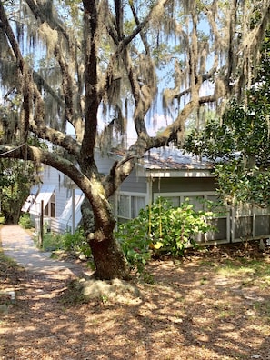 Spanish moss drips off this old oak