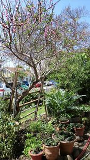 Safe Street Parking  in Front of House w Edible Landscape & Butterfly Gardens