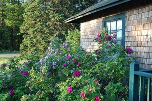 Rosa rugosa in full bloom