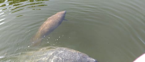 A resident family of manatee living in our canal 