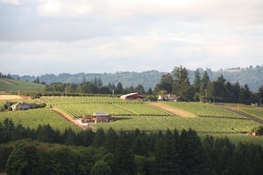 Views of the vineyards and tasting rooms along Worden Hill Road